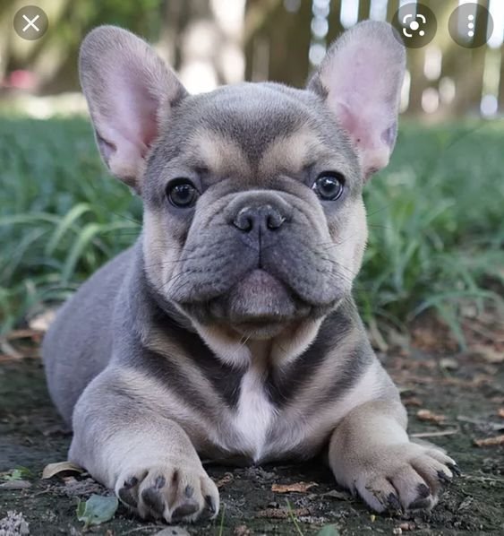 Antoine