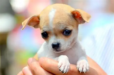 Tiny
