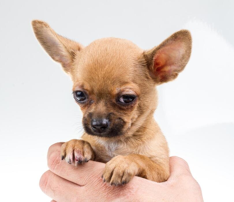 Peanut
