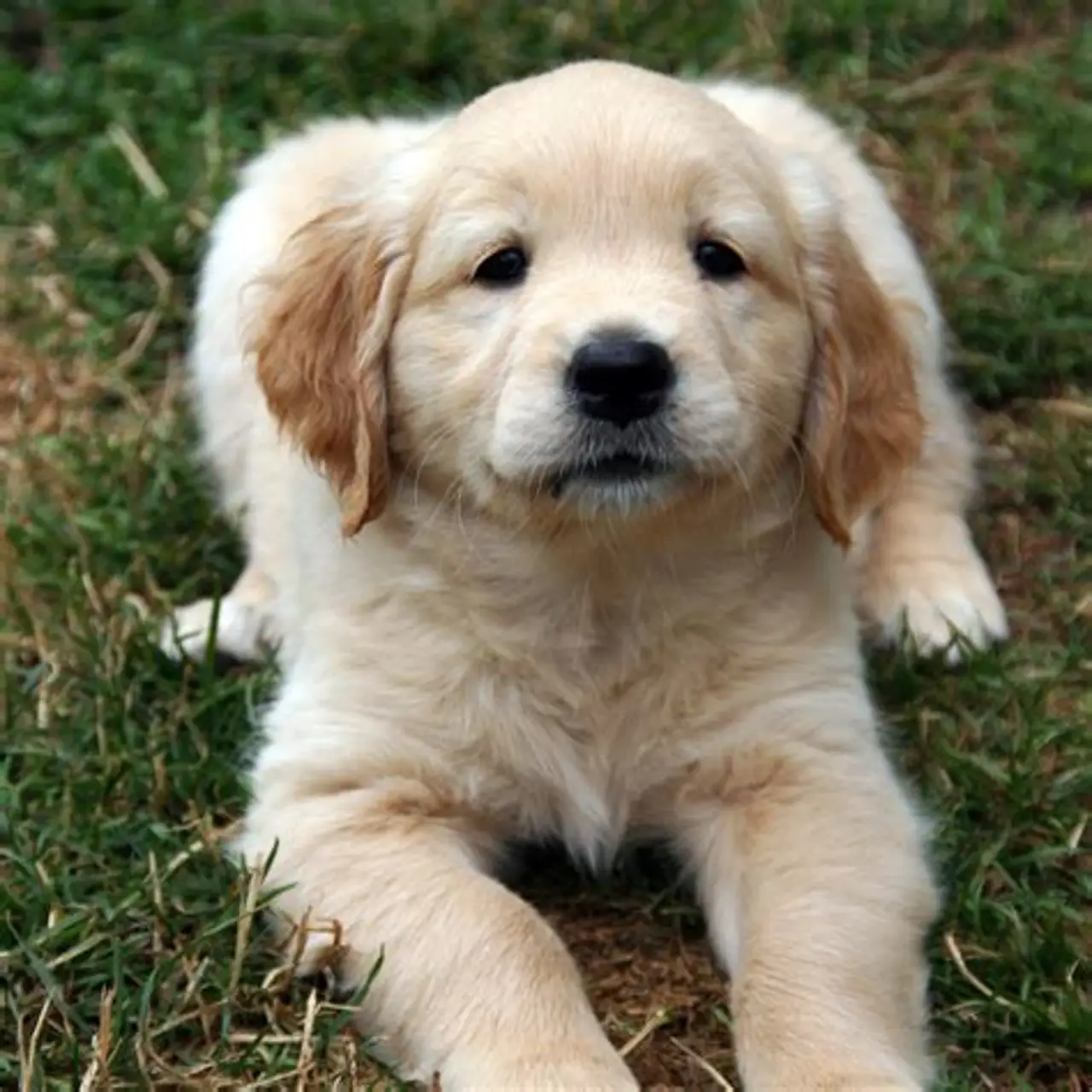 Buttercup