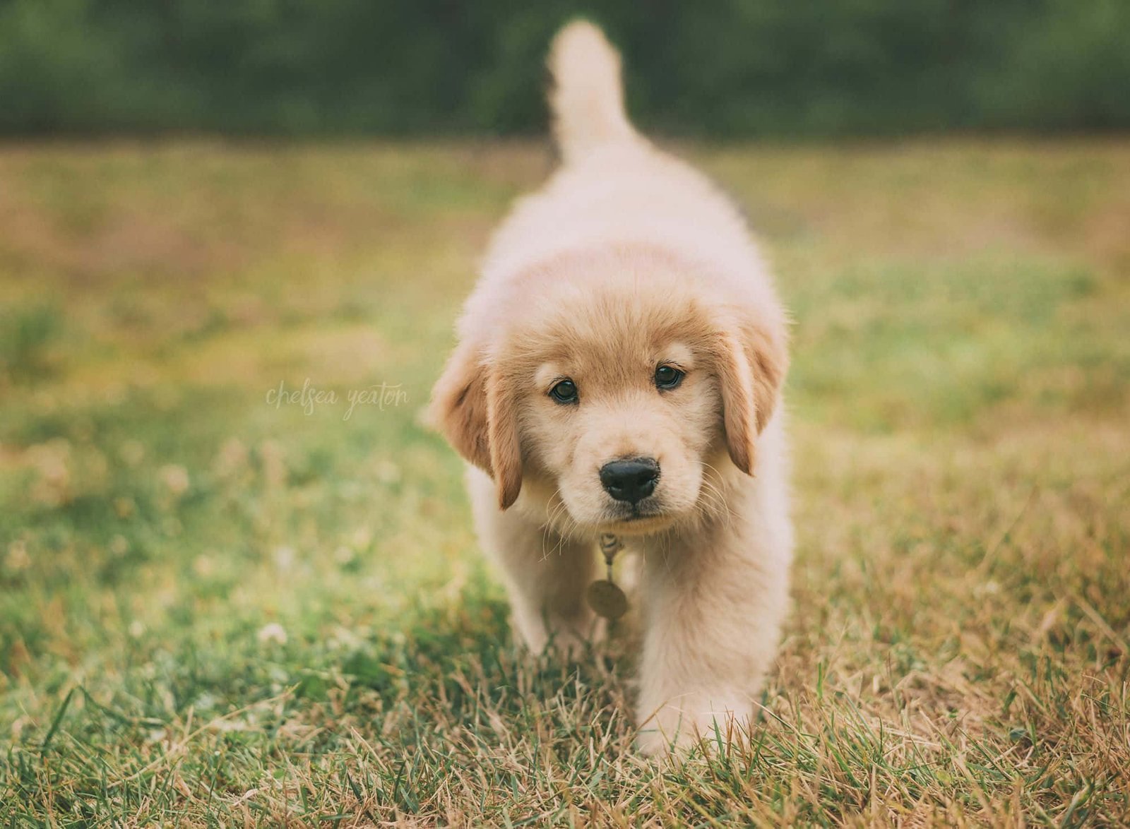 Rosie