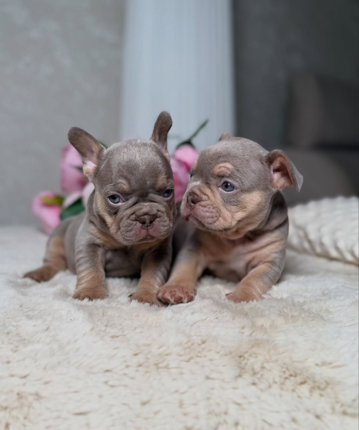 Milo and coco