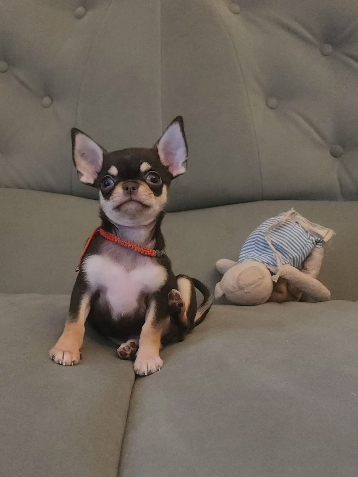 Nova
