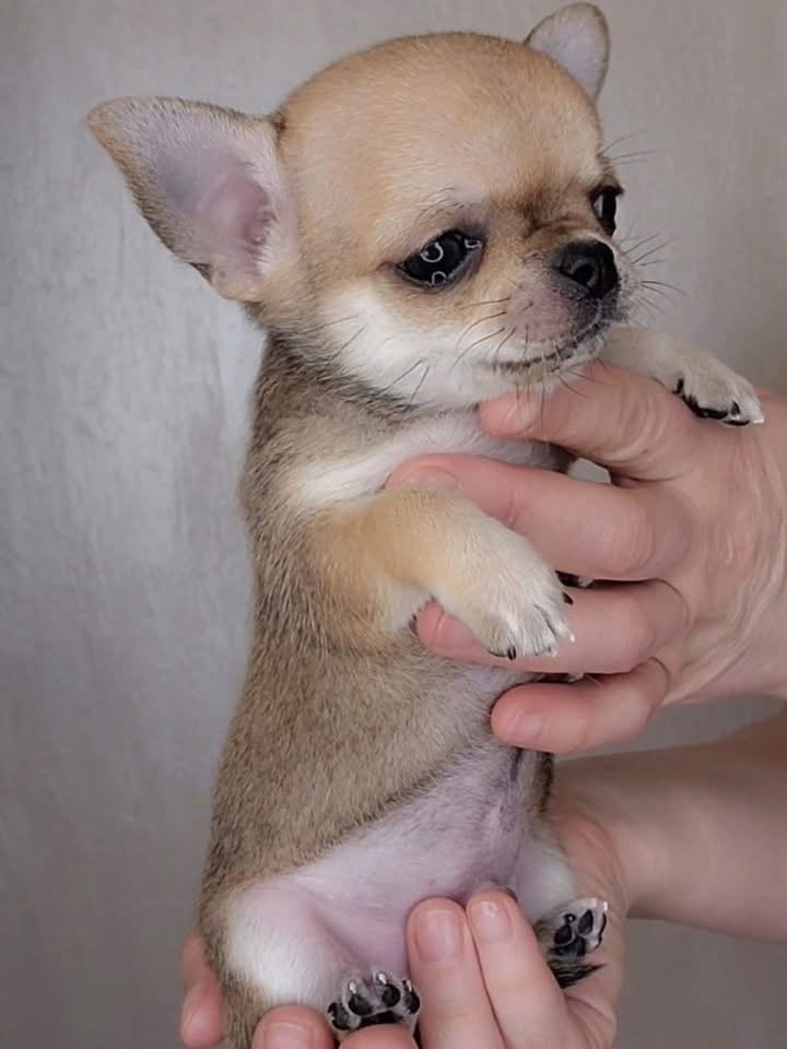 Ollie