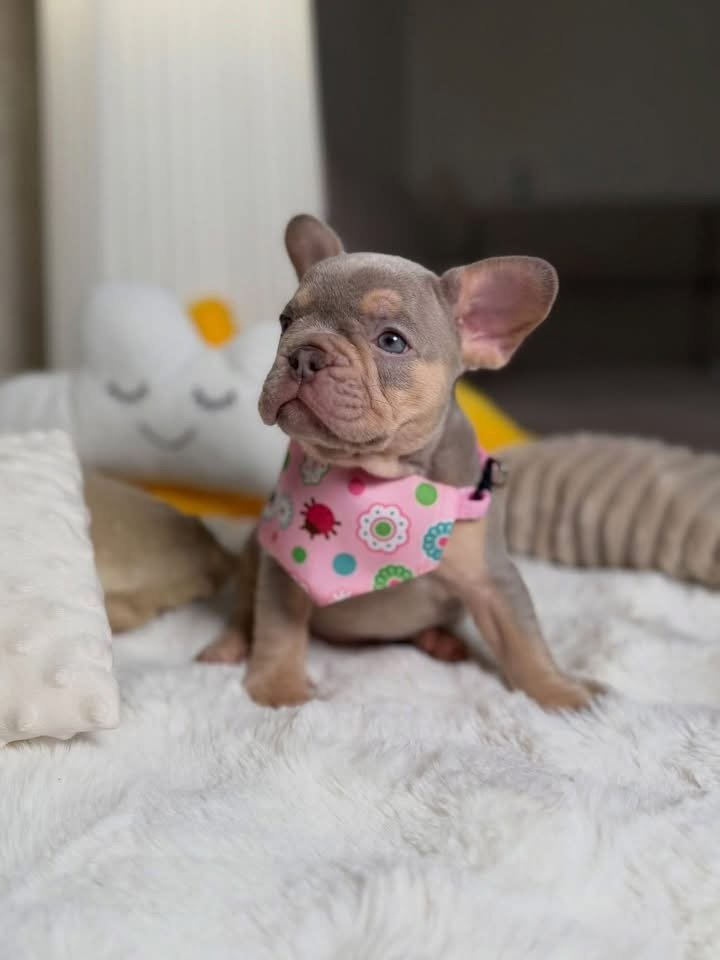 Mimi