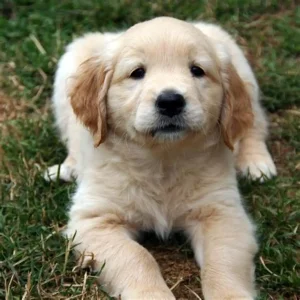 Buttercup