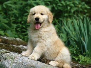Charlie