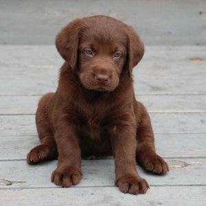 Duke