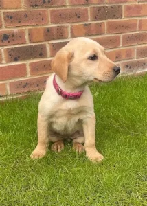 Maggie